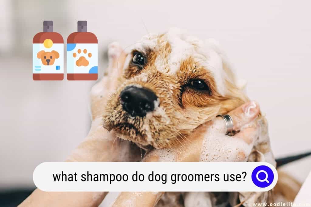 what shampoo do dog groomers use