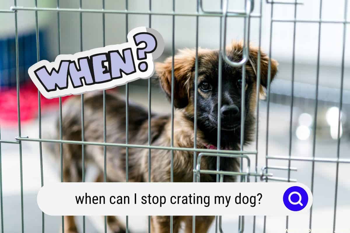 how do you stop a dog from crying in the crate