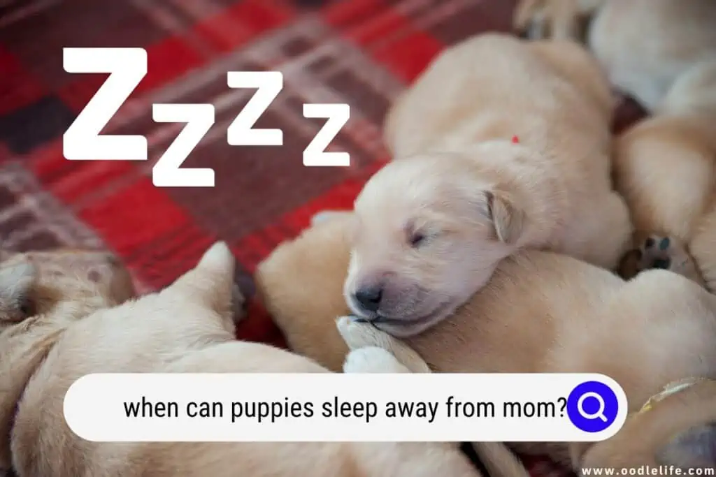 when can puppies sleep away from mom