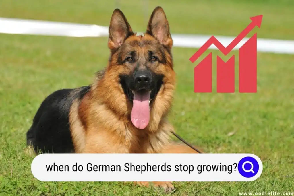 when do German Shepherds stop growing