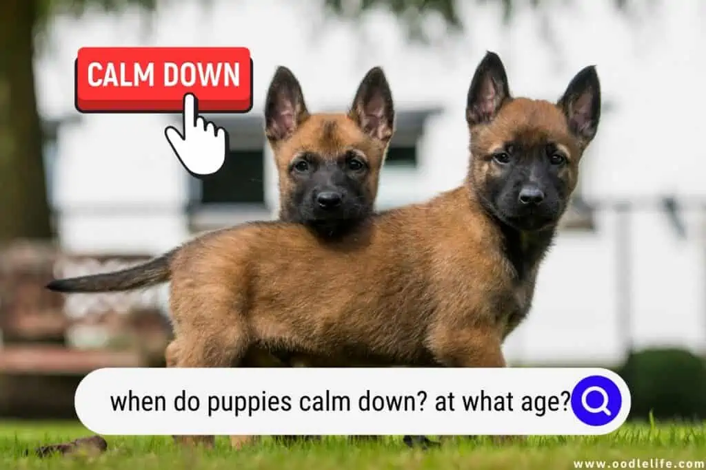 when do puppies calm down