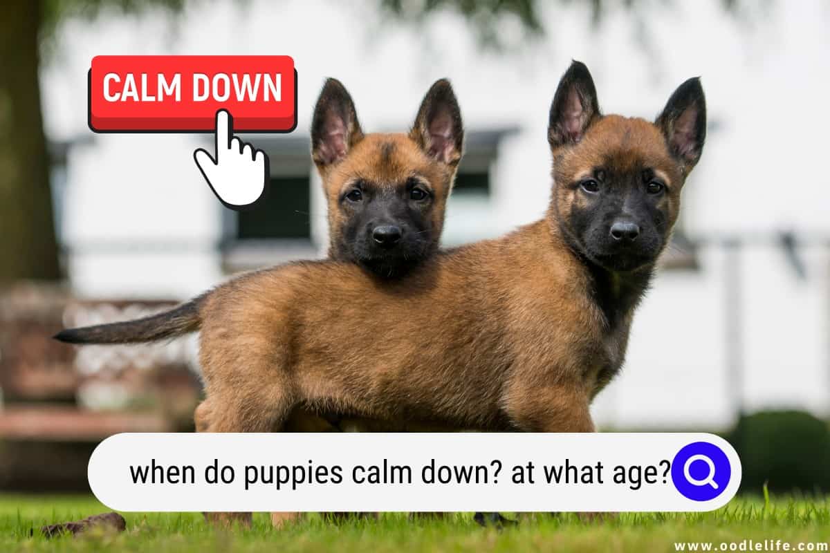 do puppies calm down