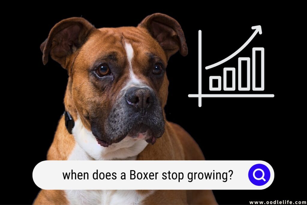 when does a Boxer stop growing