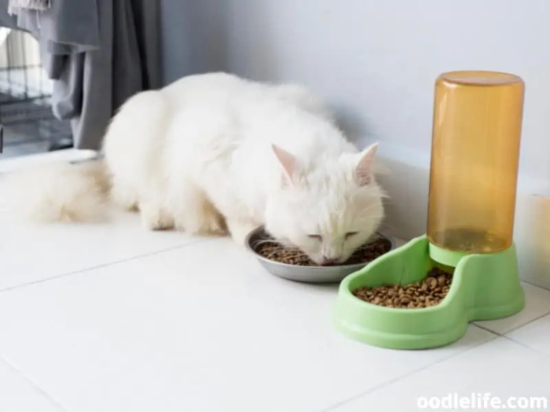 white cat busy eating