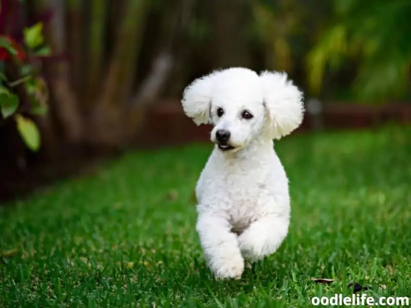 white dog running on the grass