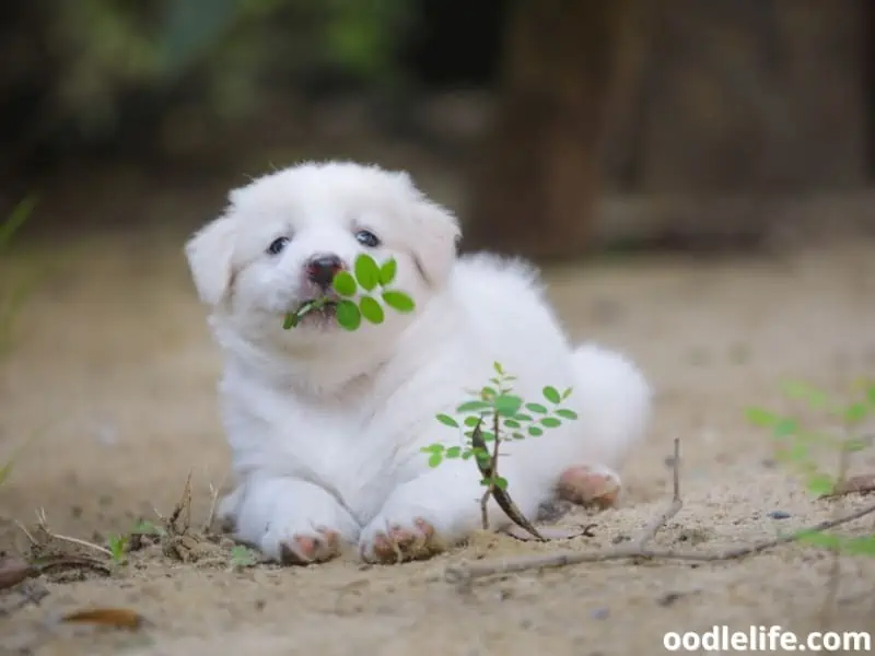 white puppy eats leaves