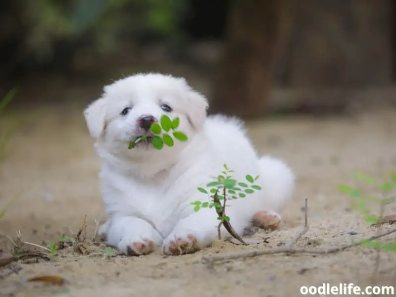 My puppy keeps eating sales leaves