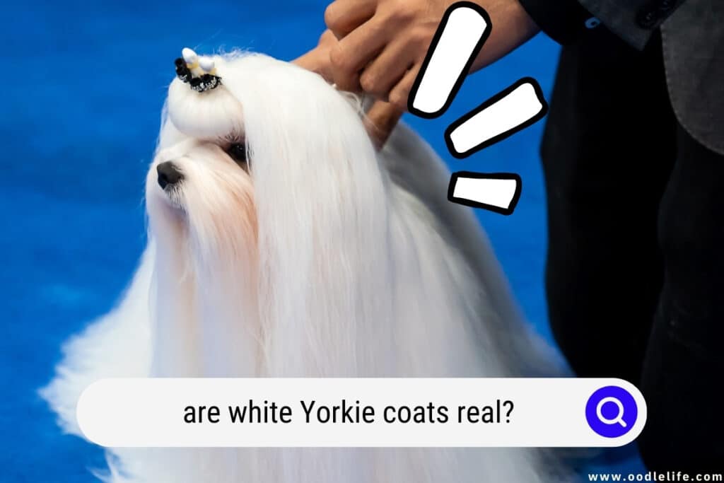 white Yorkie