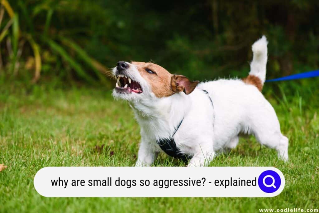 why are small dogs so aggressive