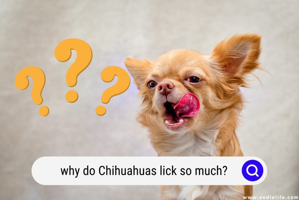why do Chihuahuas lick so much