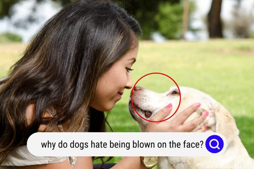 Why Do Dogs Hate Being Blown On The Face? Oodle Life