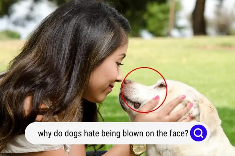 Why Do Dogs Hate Being Blown on the Face?