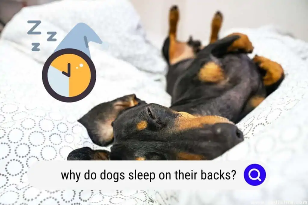 why do dogs sleep on their backs
