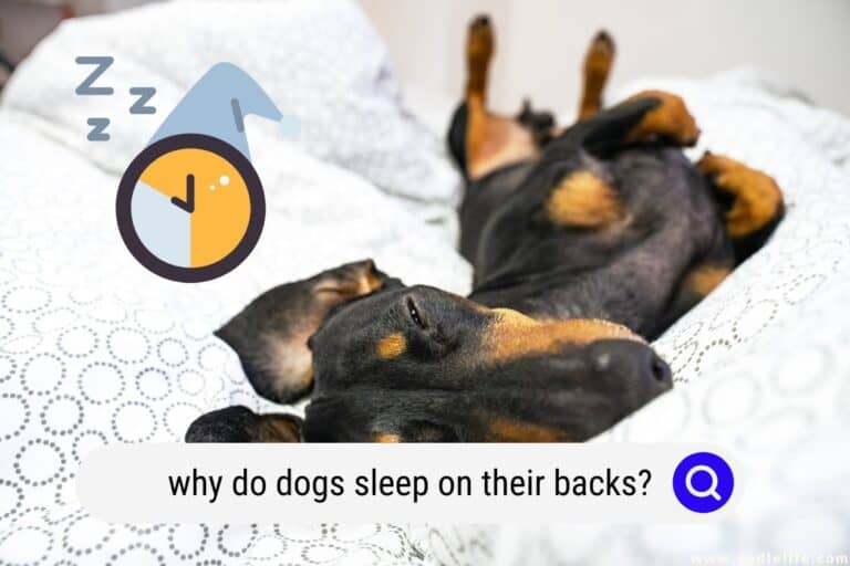 Why Do Dogs Sleep On Their Backs?