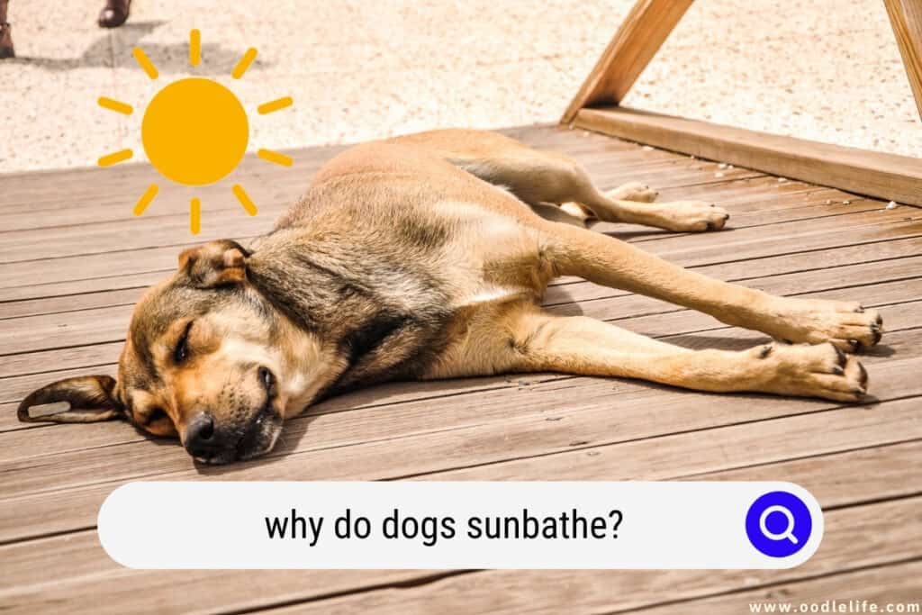 why do dogs sunbathe