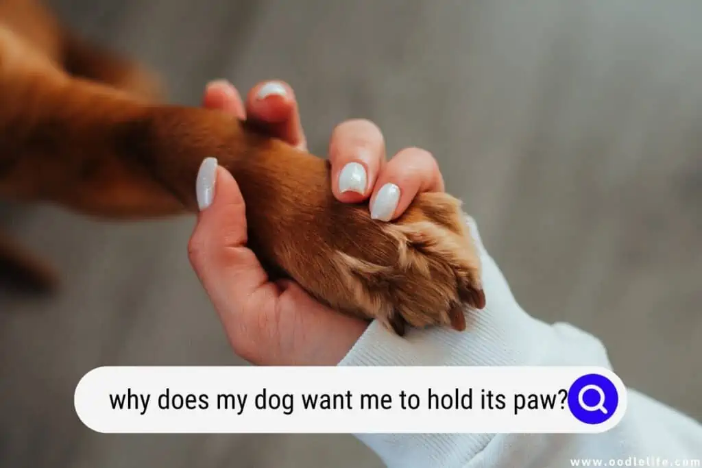 why does my dog want me to hold its paw