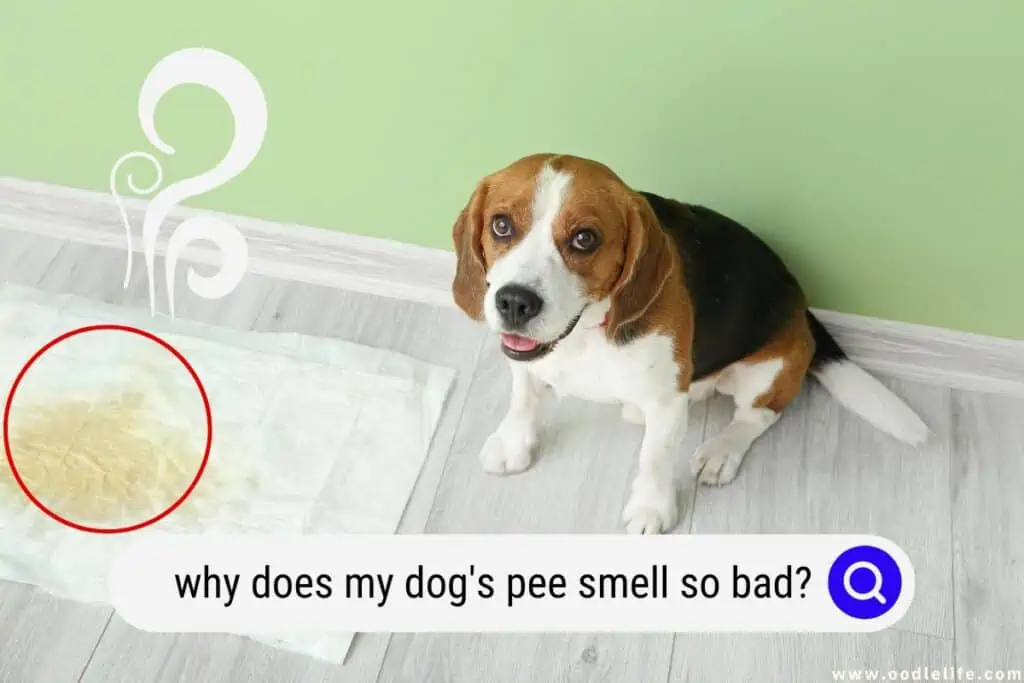 why does my dog's pee smell so bad