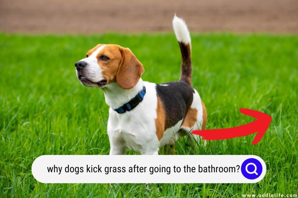 why dogs kick grass after going to the bathroom