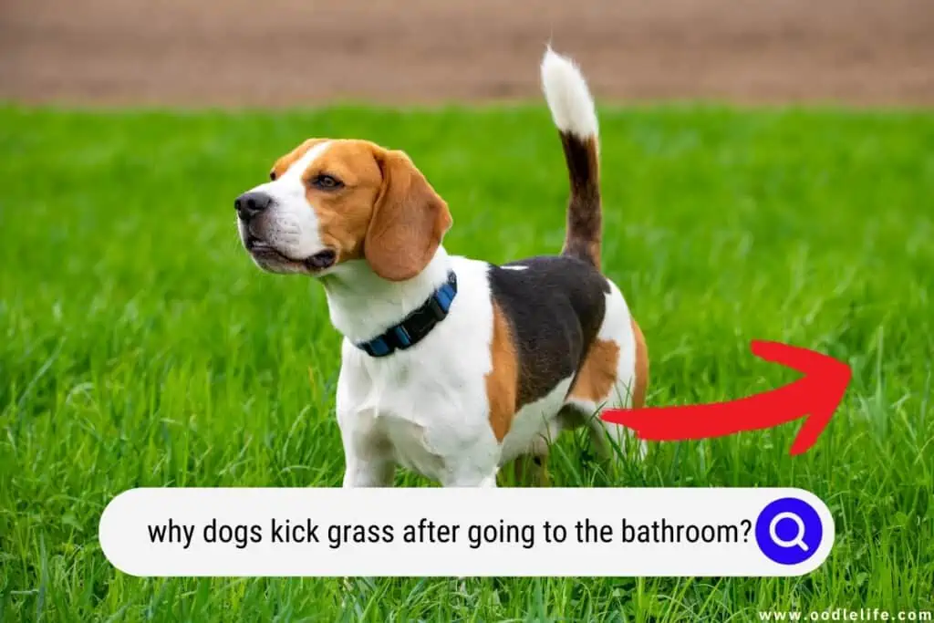 Why Do Dogs KICK After They Pee? Oodle Life