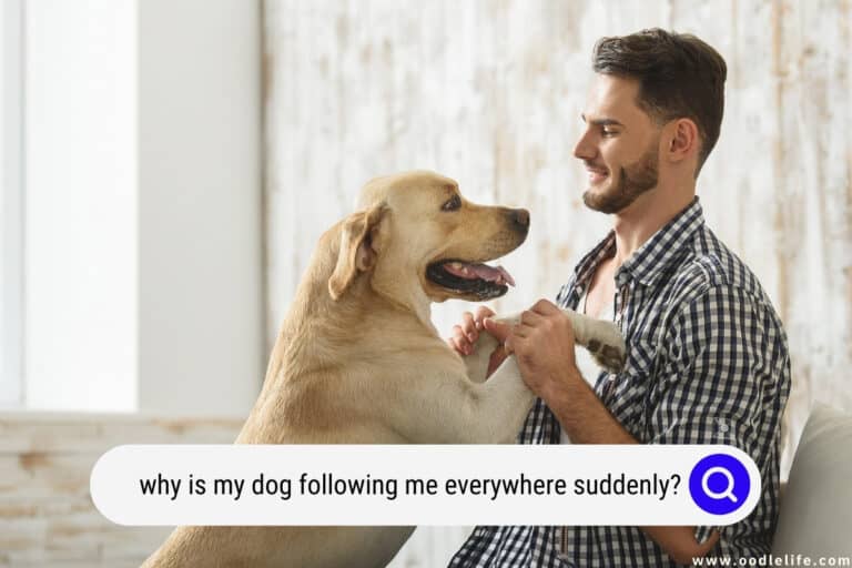 Why Is My Dog Following Me Everywhere Suddenly?