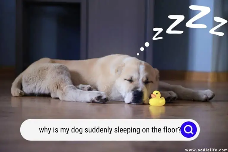 Why Is My Dog Suddenly Sleeping on the Floor?