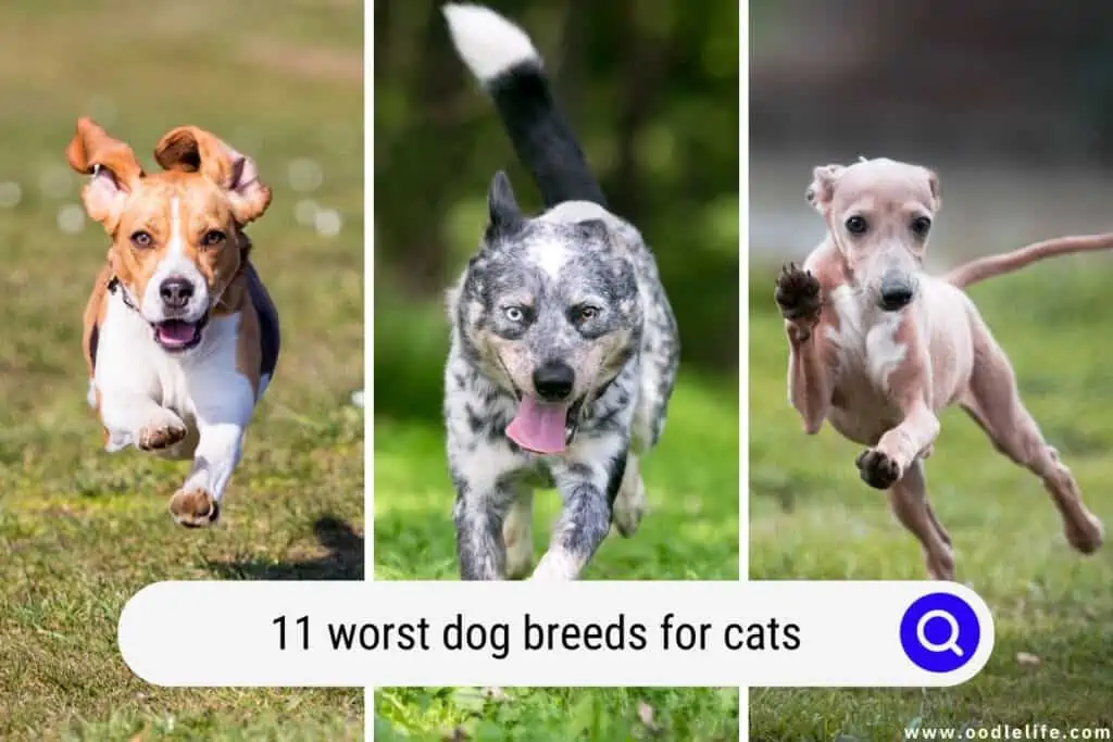 worst dog breeds for cats