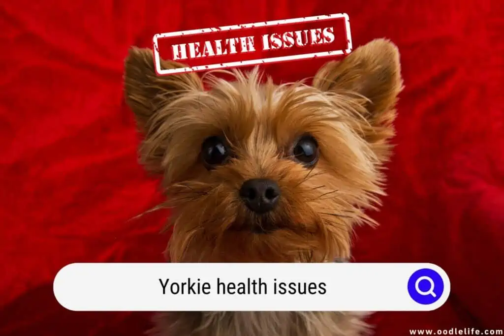 Yorkie health issues