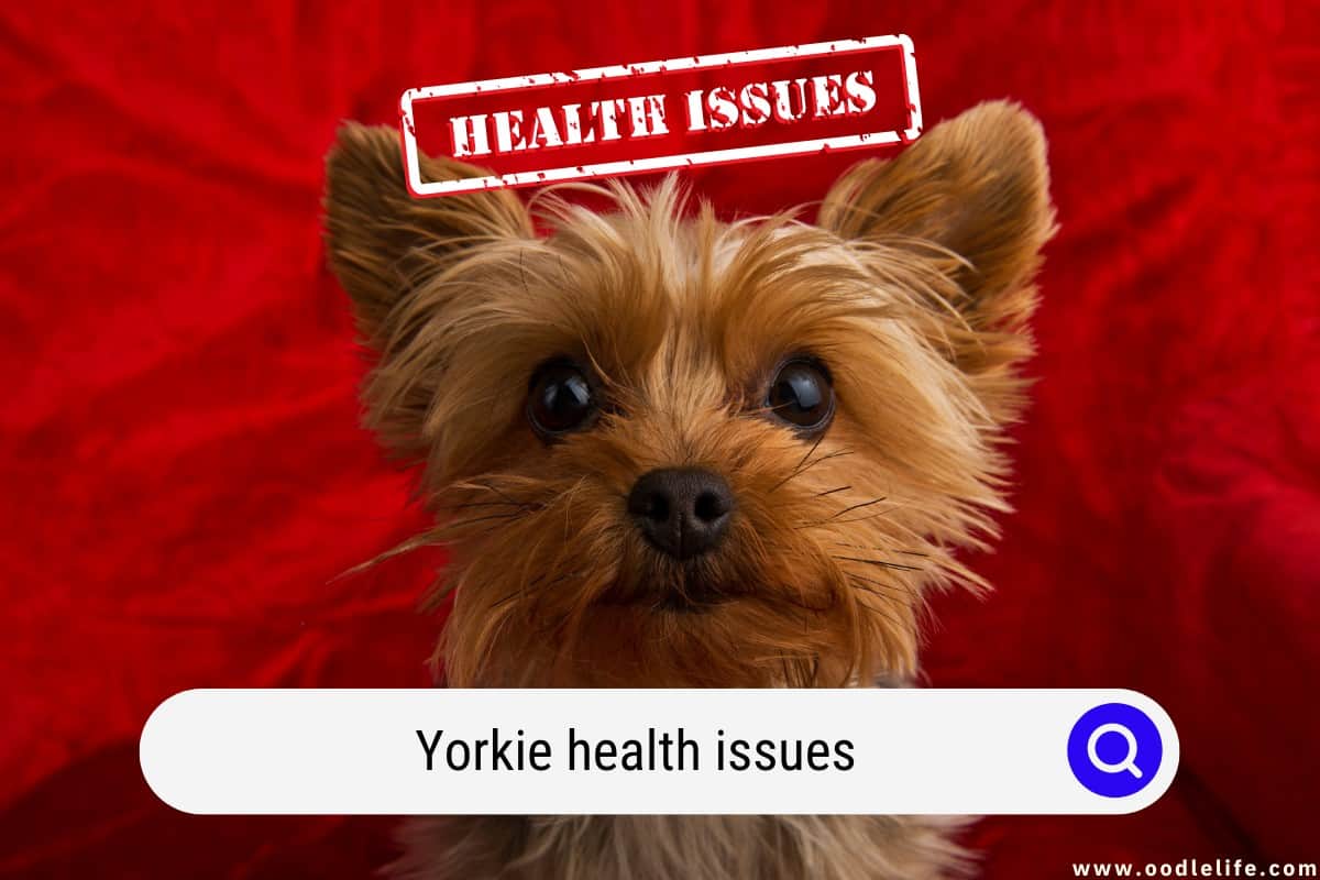 Why Is My Yorkie Having Trouble Breathing