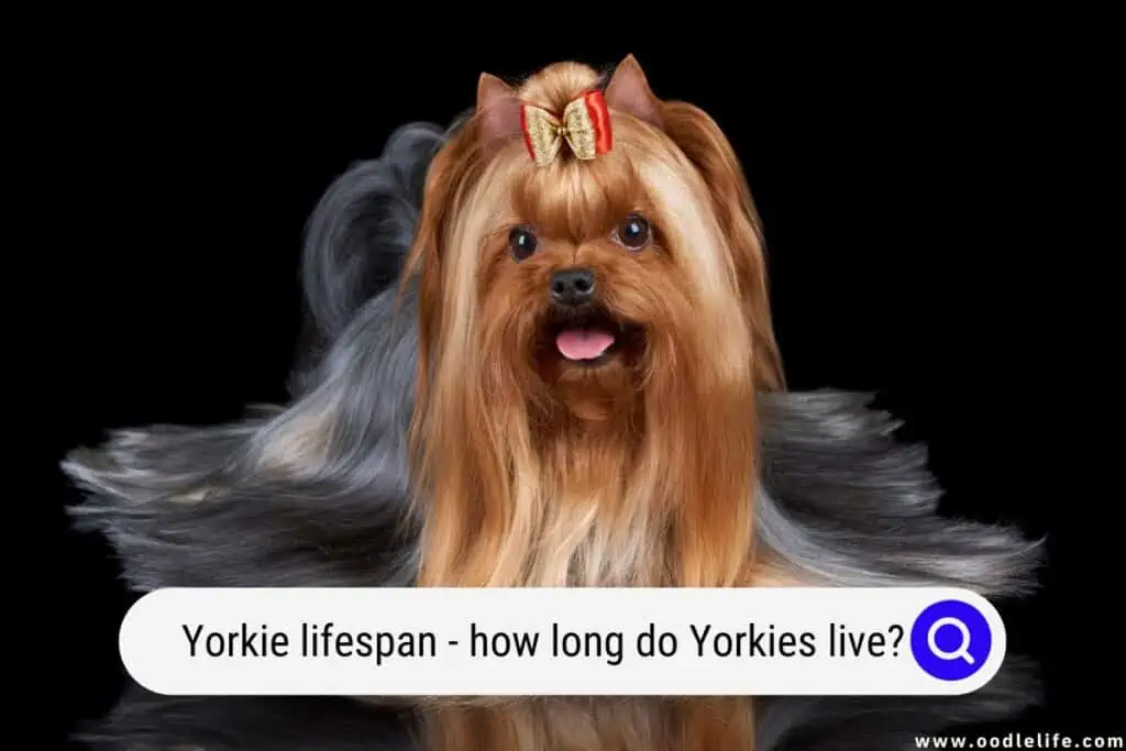 Yorkie lifespan