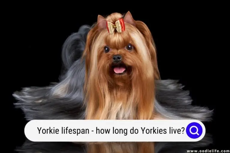 Yorkie Lifespan: How Long Do Yorkies Live? (Stats)