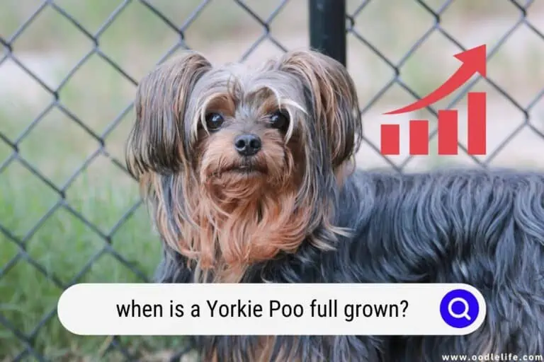 When Is a Yorkie Poo Full Grown?