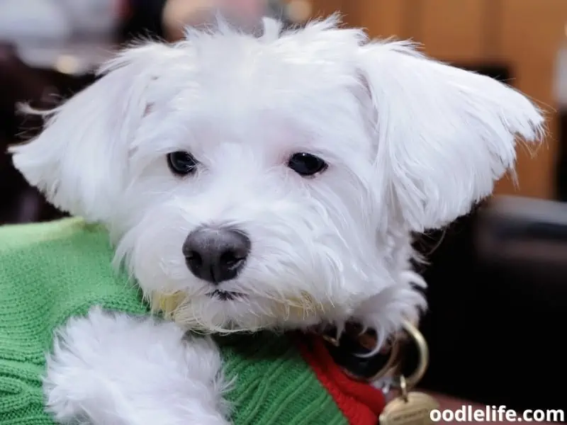 Yorkiepoo wears a cool winter jacket