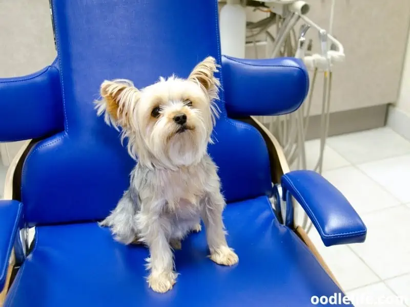 Yorkshire Terrier sits on a chair