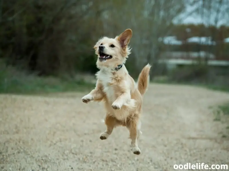 a dog enjoys jumping high