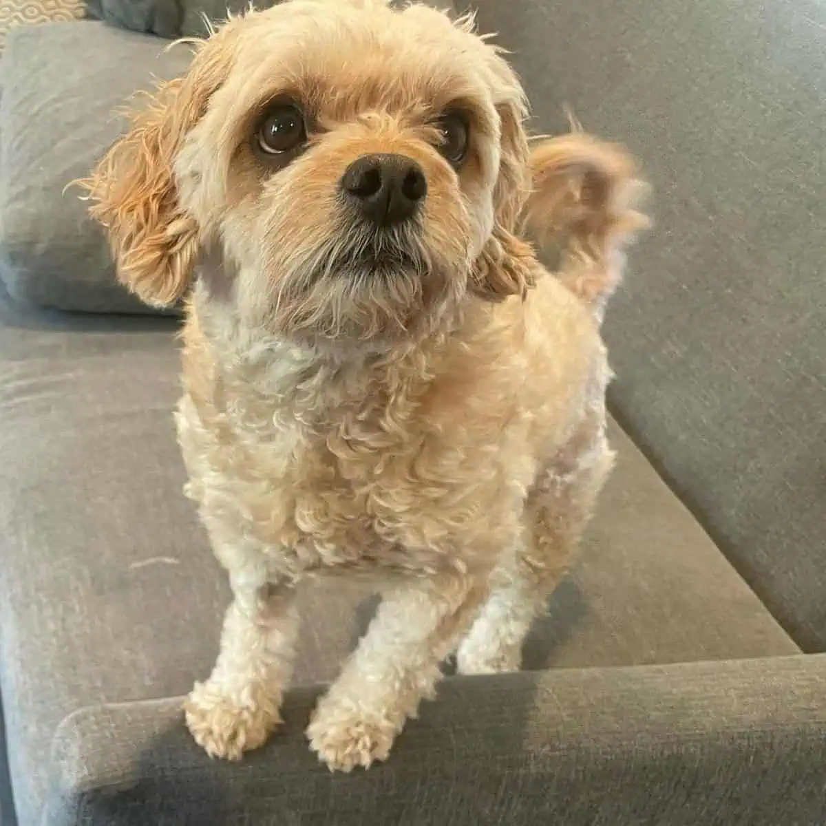 anxious Cavapoo wiggling tail