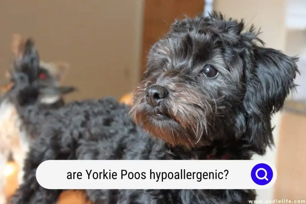 are Yorkie Poos hypoallergenic