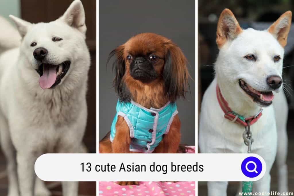 Asian dog breeds