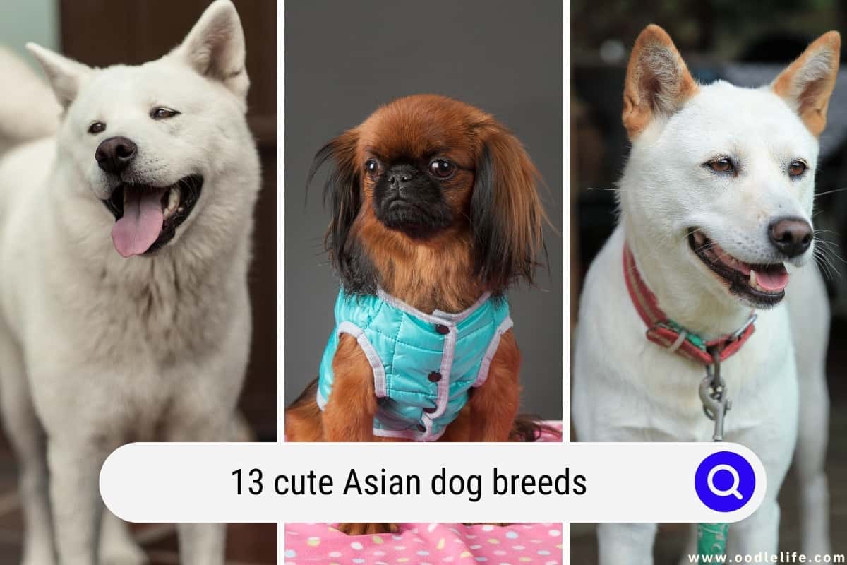 13 Cute Asian Dog Breeds With Pictures OodleLife 13 Cute Asian Dog Breeds With Pictures OodleLife