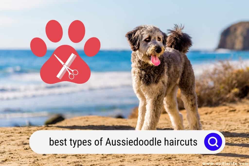 Aussiedoodle haircuts