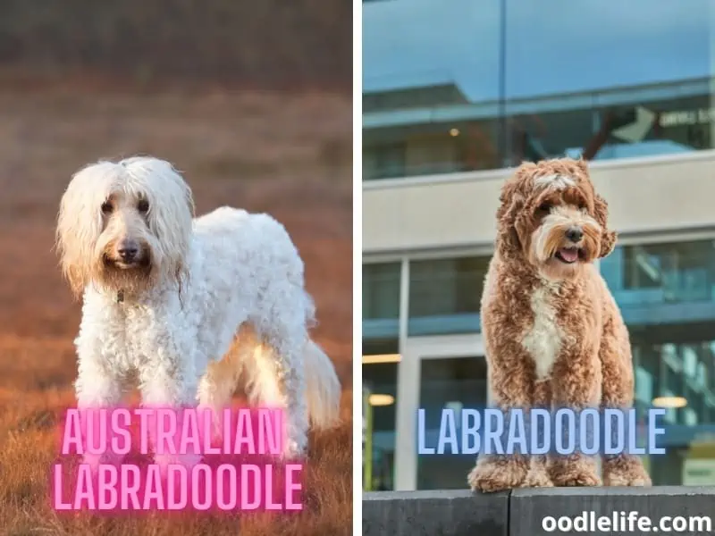 Australian Labradoodle and Labradoodle