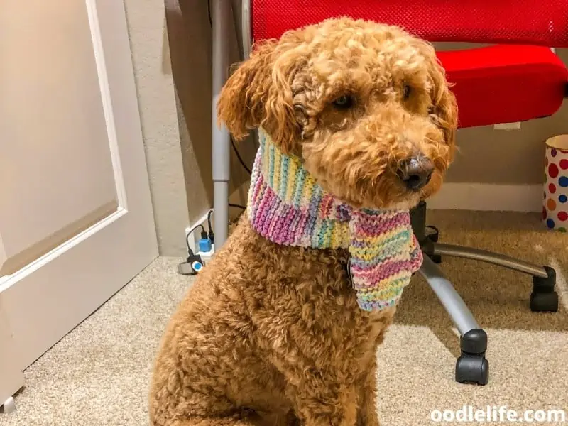 Australian Labradoodle feeling cold