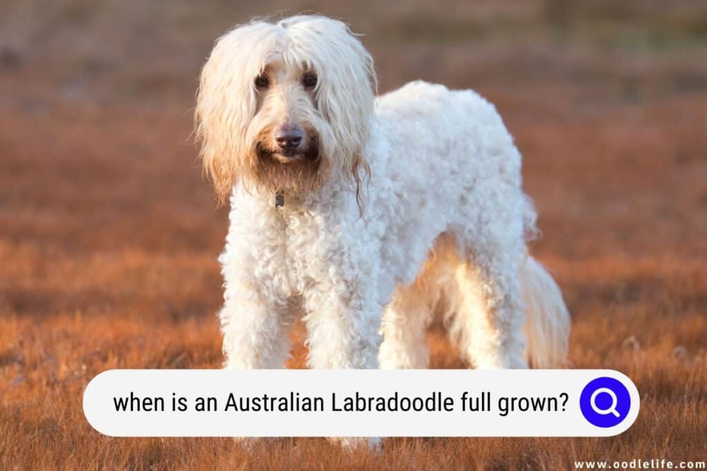Australian Labradoodle full grown