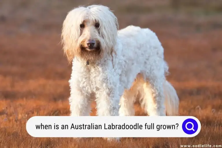 When Is An Australian Labradoodle Full Grown? (with Photos!)