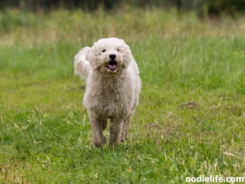 Australian Labradoodle playing outdoors