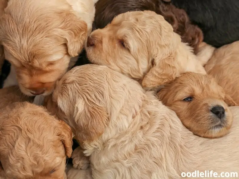 Australian Labradoodle puppies together