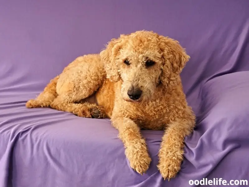 Australian Labradoodle sits on a couch