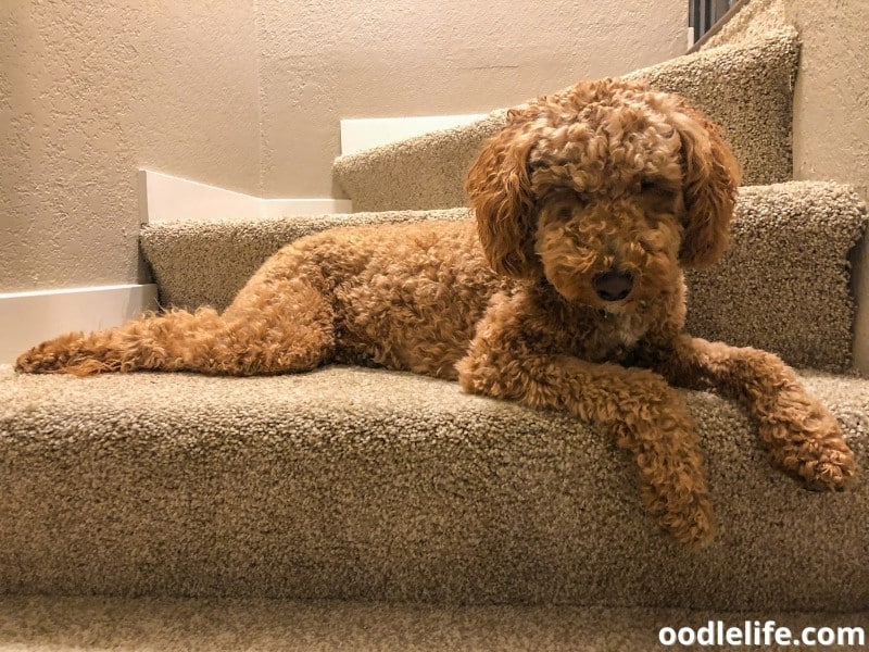 Australian Labradoodle sits on a stair