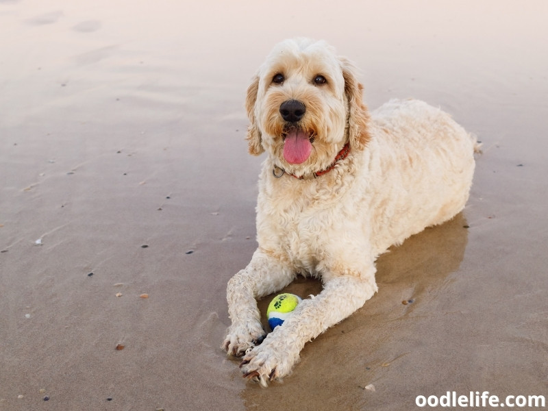 Australian Labradoodle sits with a ball