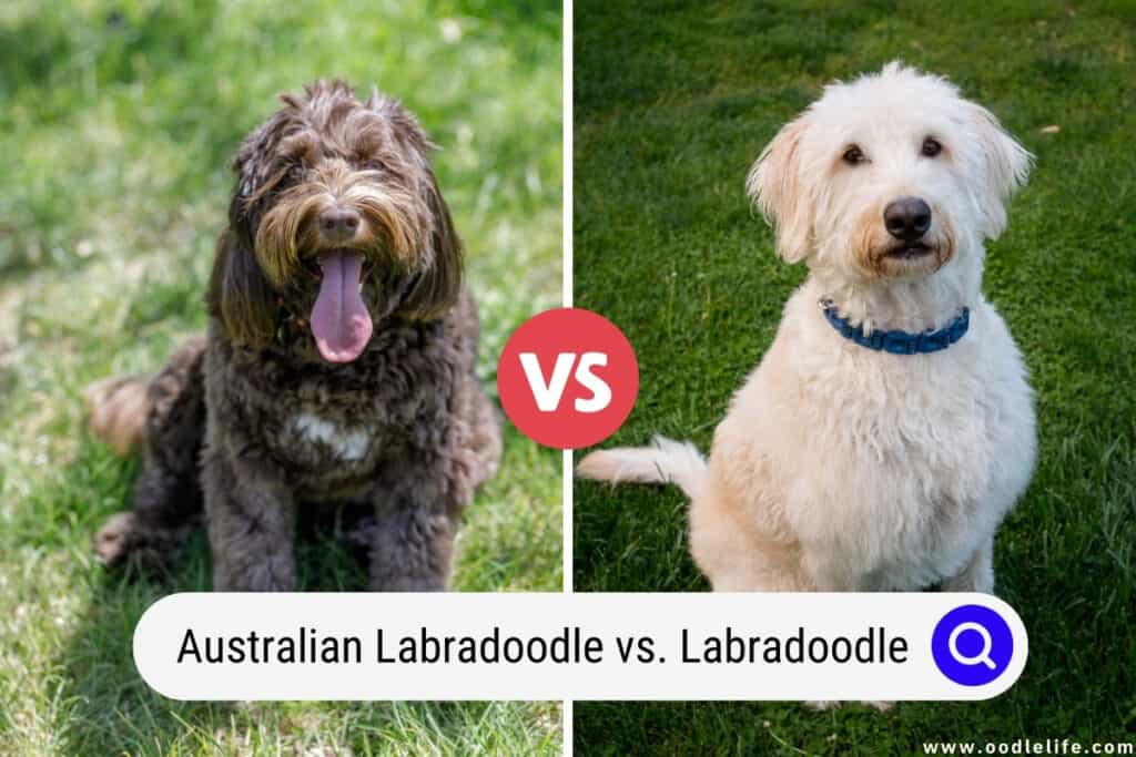 Australian Labradoodle vs Labradoodle