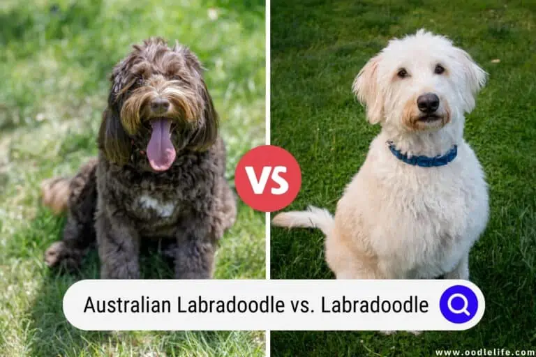 Australian Labradoodle vs Labradoodle (Differences)